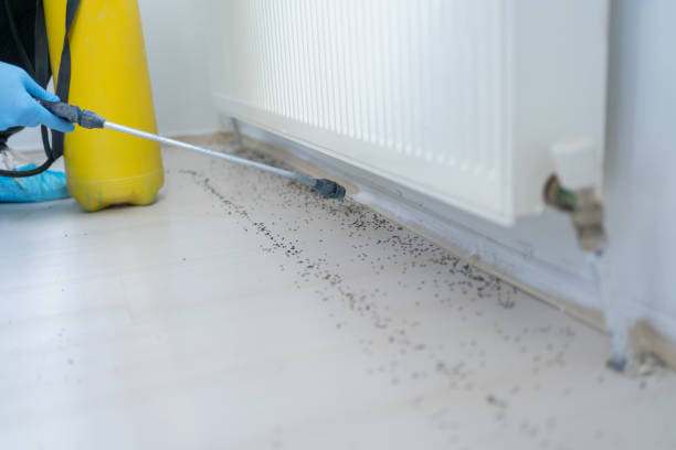 Best Affordable Pest Control Services  in Mked Tree, AR