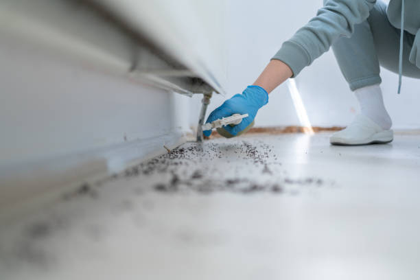 Best Flea Control Services  in Mked Tree, AR